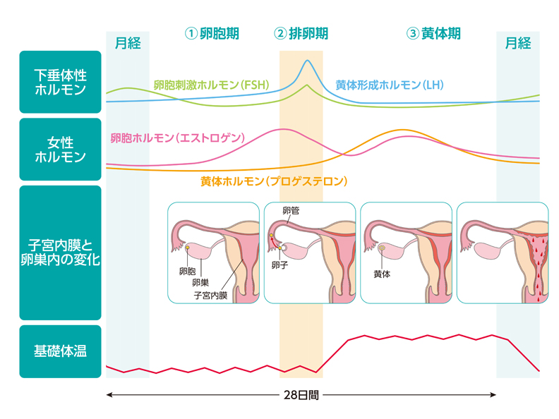 排卵 から 受精 まで